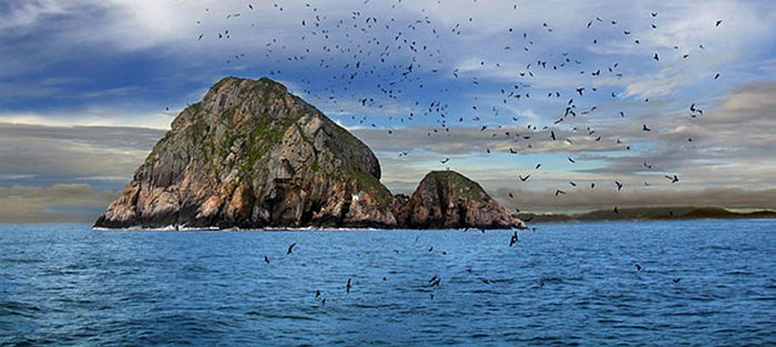 Đảo Yến nổi tiếng với các loài chim yến 